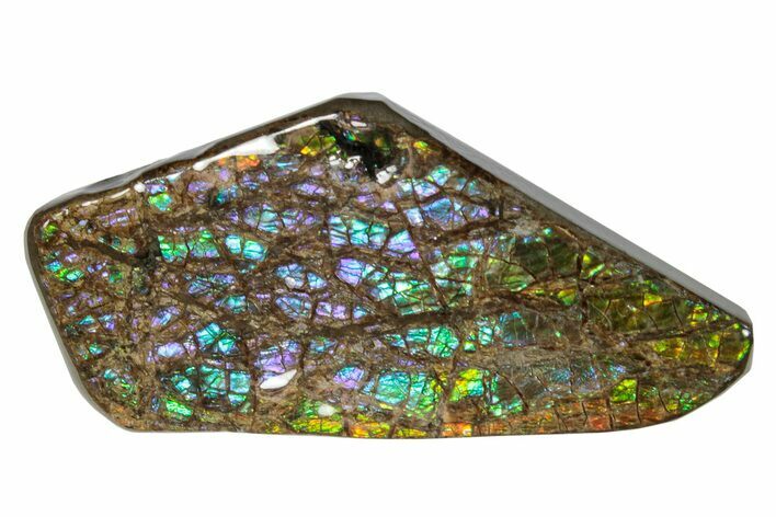 Iridescent Ammolite (Fossil Ammonite Shell) - Alberta #275038